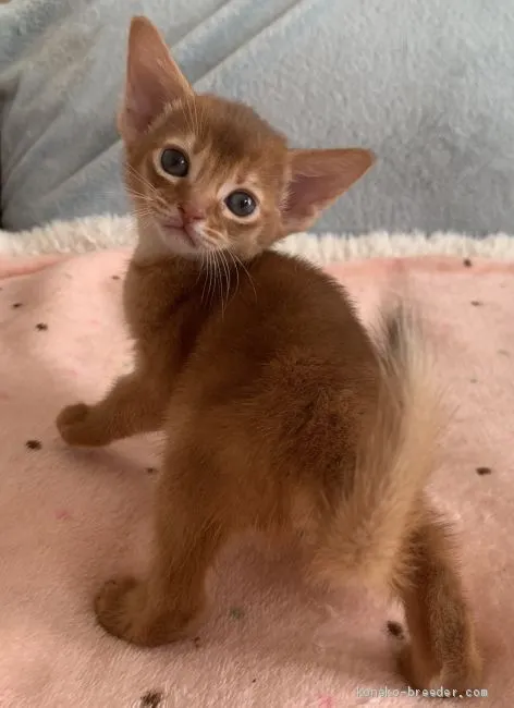 ID:2004-01017の子猫