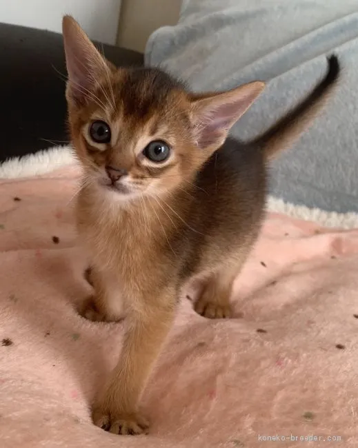 ID:2004-01019の子猫