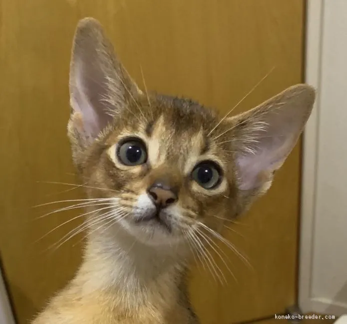ID：1906-01006の子猫