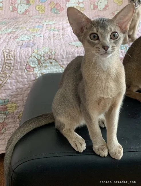 ID：2107-01200の子猫