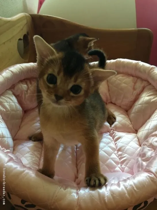 ID：1805-01173の子猫