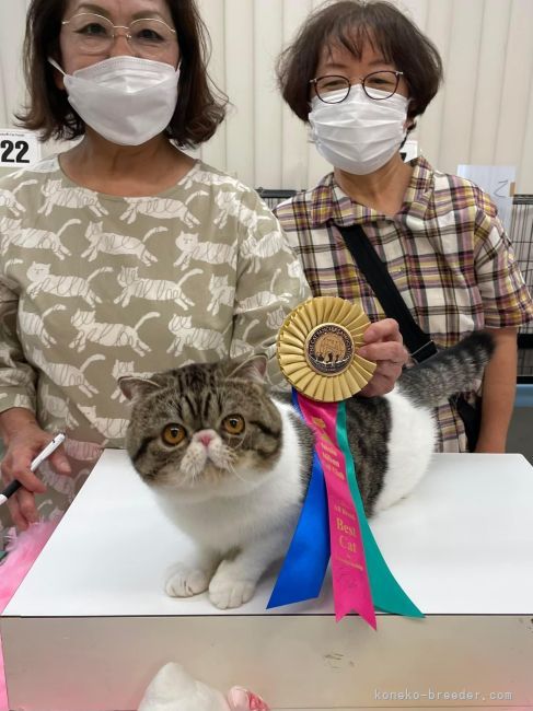 キャットショーにて！表彰！｜藤原　善子(ふじわら　よしこ)ブリーダー(長野県・ロシアンブルーなど・CFA/マウントフジキャットクラブ登録)の紹介写真3
