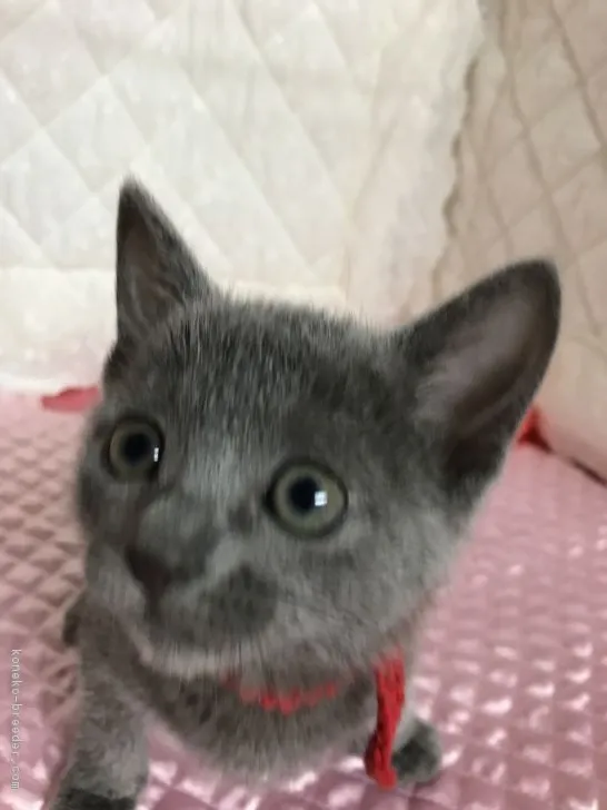 ID:1801-00669の子猫