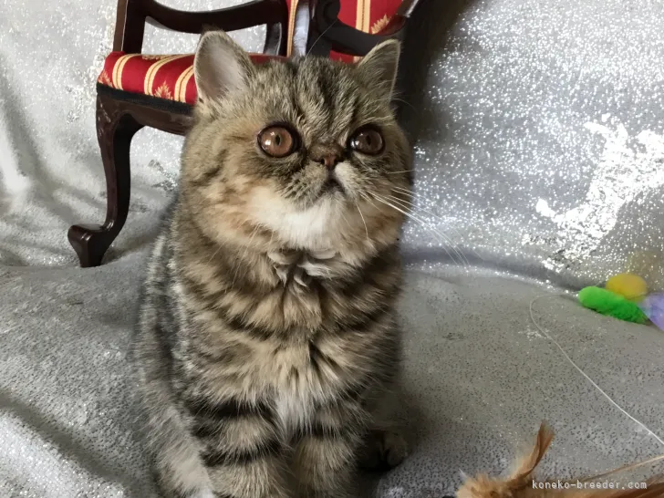 ID：2201-01478の子猫