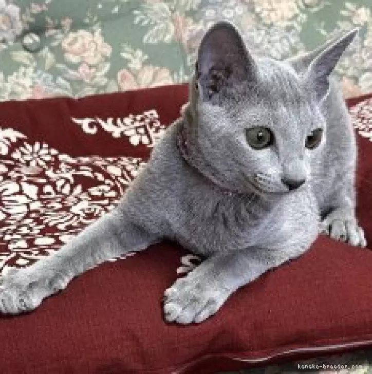 ID：2309-02447の子猫