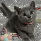 ロシアンブルー【長野県・女の子・2024年1月30日・ブルー】の写真1