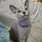 ロシアンブルー【長野県・男の子・2023年8月10日・ブルー】の写真1「12月17日撮影」