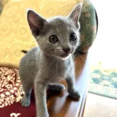 ロシアンブルー【長野県・男の子・2023年6月4日・ブルー】の写真1「８月２日撮影」