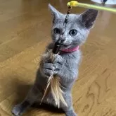 ロシアンブルー【長野県・女の子・2024年7月17日・ブルー】の写真2