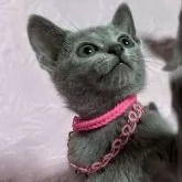 ロシアンブルー【長野県・女の子・2024年7月17日・ブルー】の写真3