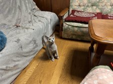 ロシアンブルー【・女の子・2022年5月6日・ブルー】