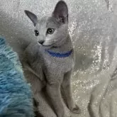 ロシアンブルー【長野県・男の子・2023年8月10日・ブルー】の写真4