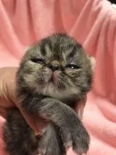 エキゾチックショートヘア【長野県・男の子・2020年5月1日・ブラウンタビー】の写真5「目が開きたてのころ！アンパンマン？！」