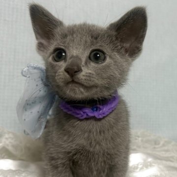 ロシアンブルー【長野県・男の子・2025年10月2日・ブルー（ソフト）】の写真「父親はCFA チャンピオン！イケメン君です」