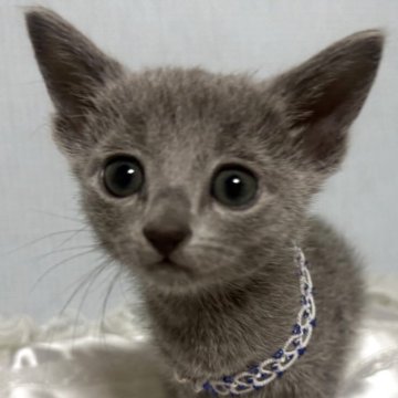 ロシアンブルー【長野県・男の子・2025年10月2日・ブルー（ソフト）】の写真「父親猫はCFAチャンピオン！お目々クリクリくんです」