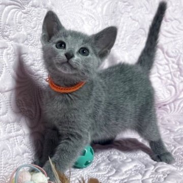 ロシアンブルー【長野県・女の子・2025年10月2日・ブルー（ソフト）】の写真「父親はCFA チャンピオン！とっても可愛い女の子で」