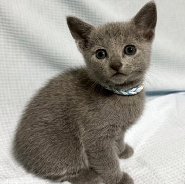 ロシアンブルー【長野県・男の子・2025年9月13日・ブルー（ソフト）】の写真「パパはCFAチャンピオン！甘えん坊のイケメン君！」