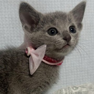 ロシアンブルー【長野県・女の子・2025年10月2日・ブルー（ソフト）】の写真「父親はCFA チャンピオン！とっても可愛い女の子で」