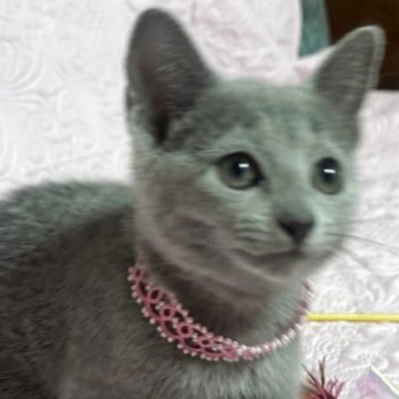 ロシアンブルー【長野県・女の子・2025年9月13日・ブルー（ソフト）】の写真「パパはCFAチャンピオン！とっても甘えん坊な女の子」