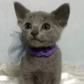 ロシアンブルー