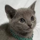 ロシアンブルー