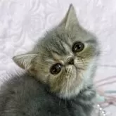 エキゾチックショートヘア