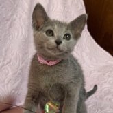 ロシアンブルー