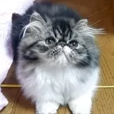 エキゾチックショートヘア