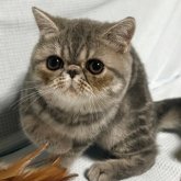 エキゾチックショートヘア