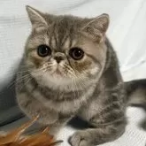 エキゾチックショートヘア