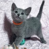 ロシアンブルー