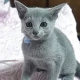 ロシアンブルー