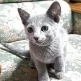 ロシアンブルー