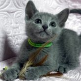 ロシアンブルー