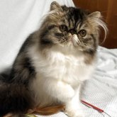 エキゾチックショートヘア