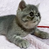 エキゾチックショートヘア