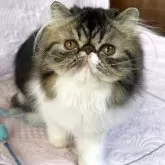 エキゾチックショートヘア【長野県・女の子・2025年5月11日・ブラウンクラッシックタビー&ホワイト】の写真2「ショー会場にて」