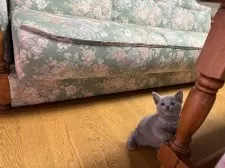 ロシアンブルー【長野県・男の子・2025年1月30日・ブルー】の写真2