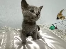 ロシアンブルー【長野県・男の子・2025年10月2日・ブルー】の写真3