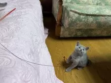 ロシアンブルー【長野県・男の子・2025年1月30日・ブルー】の写真5