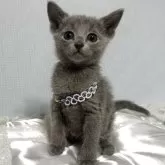 ロシアンブルー【長野県・男の子・2025年10月2日・ブルー】の写真5