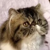 エキゾチックショートヘア【長野県・女の子・2025年5月11日・ブラウンクラッシックタビー&ホワイト】の写真7