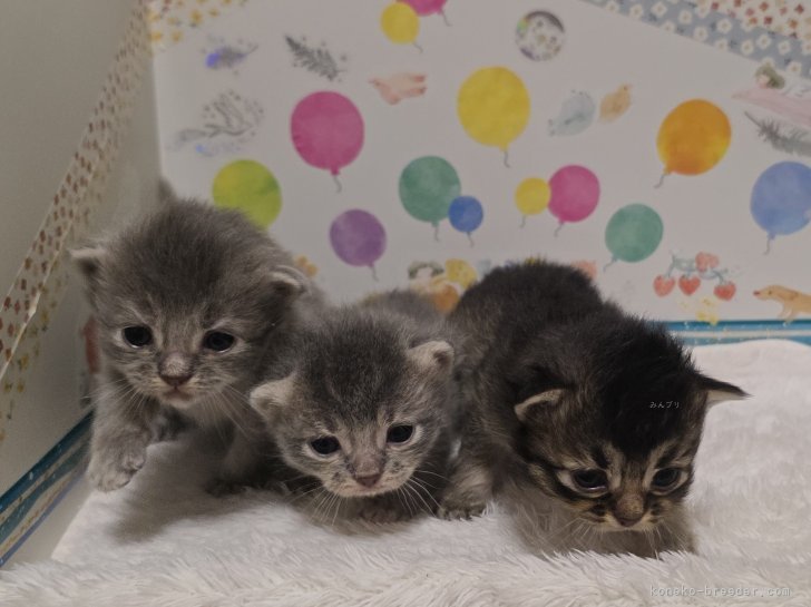 前野幹子ブリーダーのブログ：🍼 2025年10月24日、マンチカンの赤ちゃんが生まれました🐾