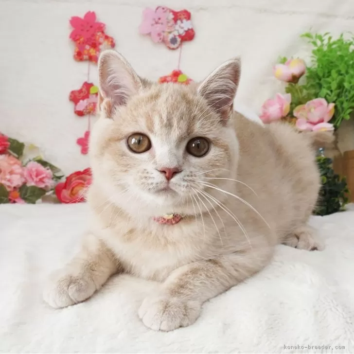 ID:2401-01355の子猫