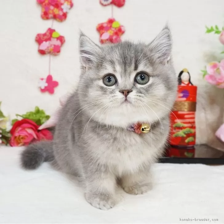 ID：2401-01921の子猫