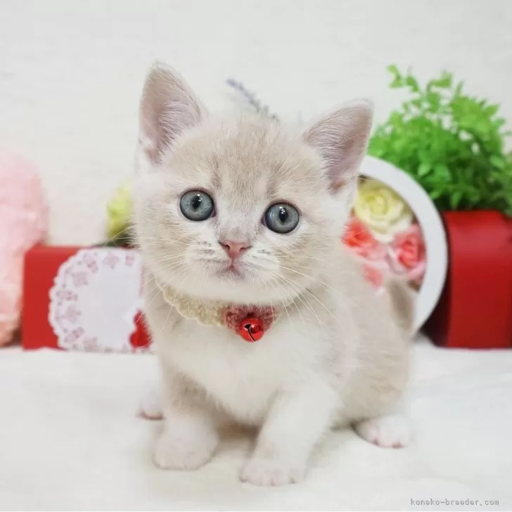 ID：2402-00548の子猫