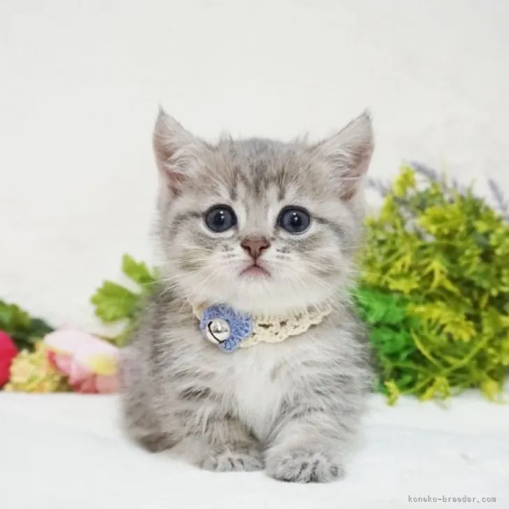 ID:2306-00808の子猫
