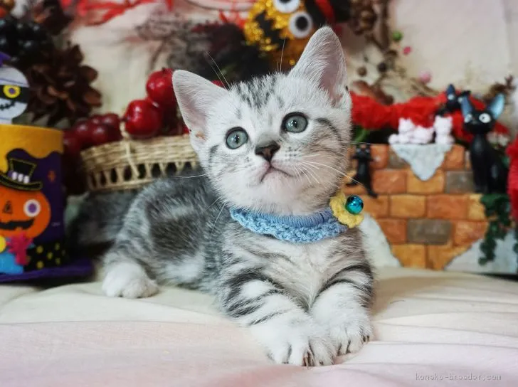 T.H 様のお迎えした子猫