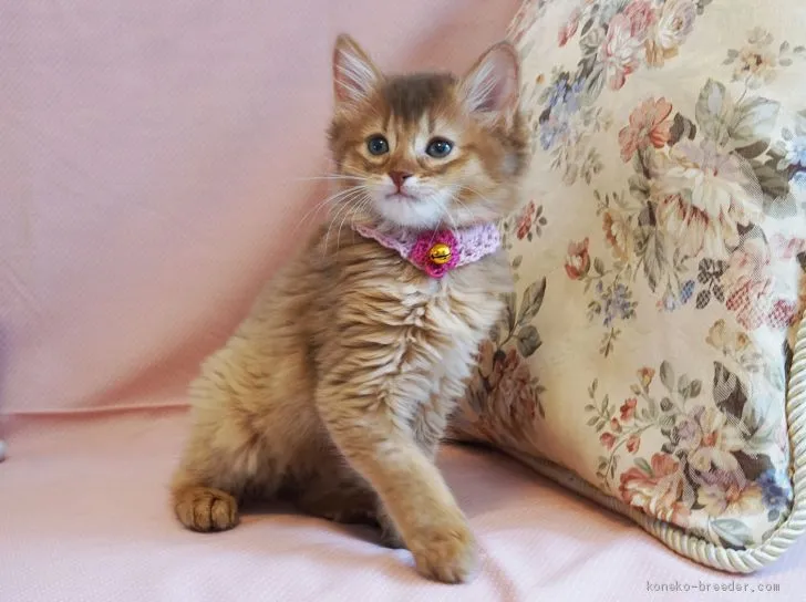 ID:1906-02137の子猫