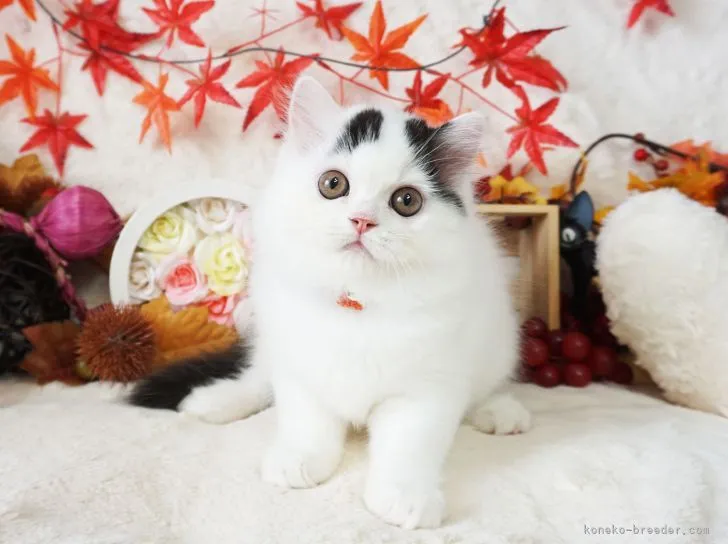 ID：2110-01590の子猫